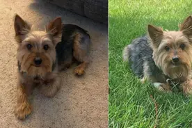 美国忠犬为保护主人被响尾蛇咬伤，经整夜抢救终于脱险图片