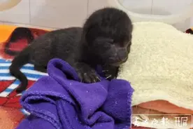 亲妈不养它们了！两只黑豹“弃婴”急寻“奶妈”……图片