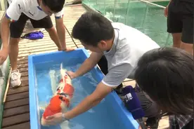 93秒丨济南小伙养锦鲤 一条卖出58万：希望养出世界最高级别的锦鲤图片