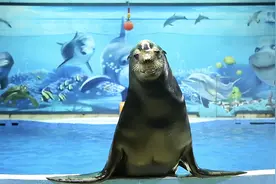 南京海底世界“拍了拍”你 一起遇见动物明星视频封面