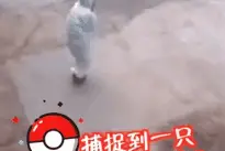 抗疫“大白”换班时跳起舞，被发现后秒害羞赶紧……图片