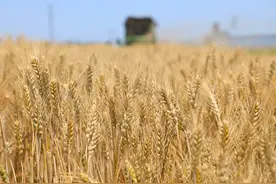 世界濒临严重粮食危机，中国老百姓的“米袋子”会受影响吗？图片