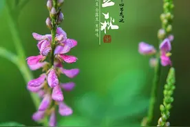 立秋，遇见慧图片