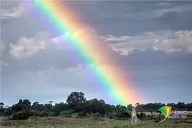 自然之美！摄影师捕捉野生动物与彩虹邂逅瞬间图片