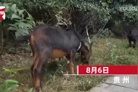 大妈闹市放羊啃食绿化带，路人提醒反被驳“反正草都要被割”图片
