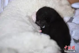 母豹出现弃仔现象，比熊犬给黑豹幼崽当奶妈图片