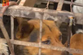 直击青岛屠狗黑窝点！狗贩夫妻朝志愿者抡铁锨、泼水、夺相机！现场一堆工具残忍至极…图片