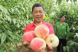 比一比谁是“桃王”！德城区第十届黄河涯蜜桃采摘节开始啦图片
