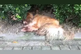 男子将养了十几年的宠物狗遗弃，警方：罚500元，吊销犬证图片