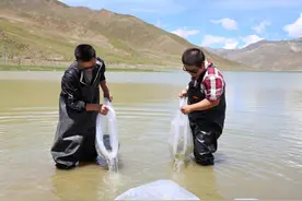 西藏羊卓雍措湖裸鲤鱼实现人工培育和成功投放图片