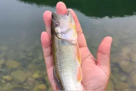 北京野河作钓，遇巨型马口、七彩宽鳍鱲频频闹钩图片