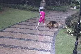 爱犬1死1伤，自己吓出心脏病住院……业主小区遛狗遭遇惊魂一幕图片