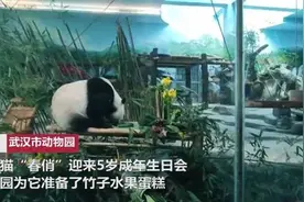 熊猫“春俏”5岁，成年啦！竹子水果蛋糕庆生，猜它最先吃的啥？图片