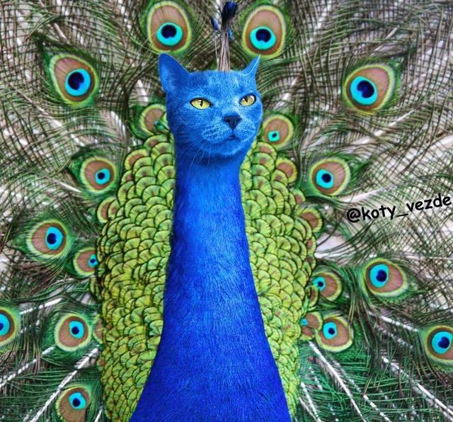 万物皆可喵，P图大佬靠P猫火了