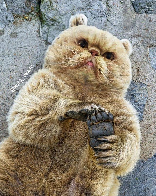 万物皆可喵，P图大佬靠P猫火了