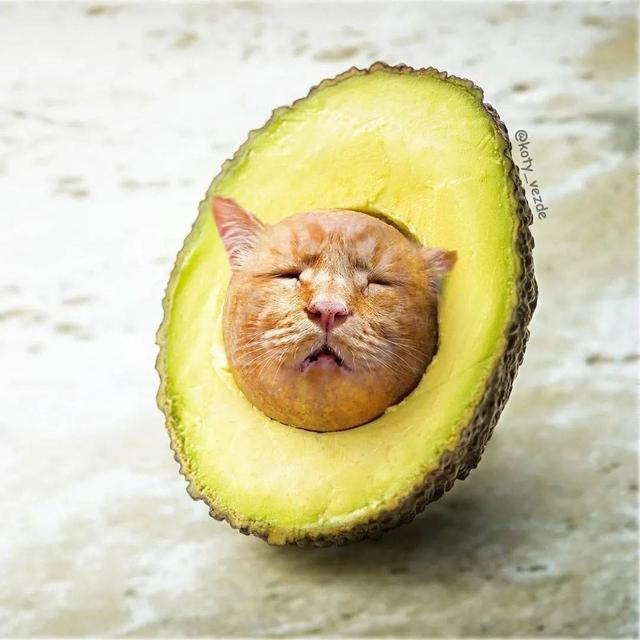 万物皆可喵，P图大佬靠P猫火了