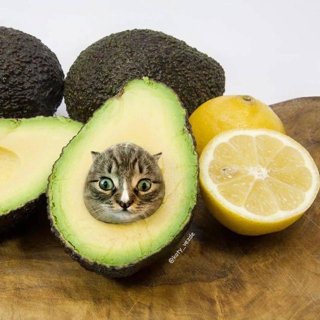 万物皆可喵，P图大佬靠P猫火了