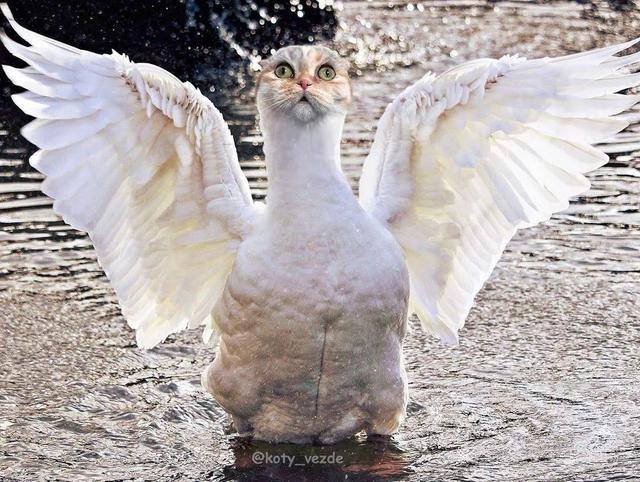 万物皆可喵，P图大佬靠P猫火了