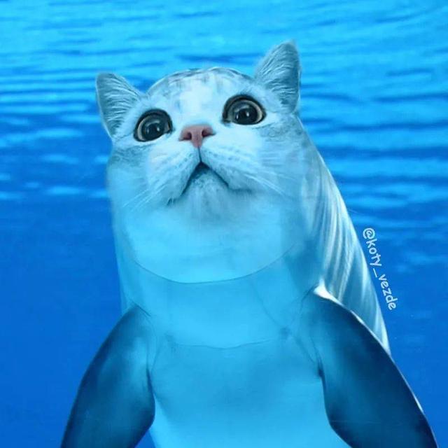 万物皆可喵，P图大佬靠P猫火了