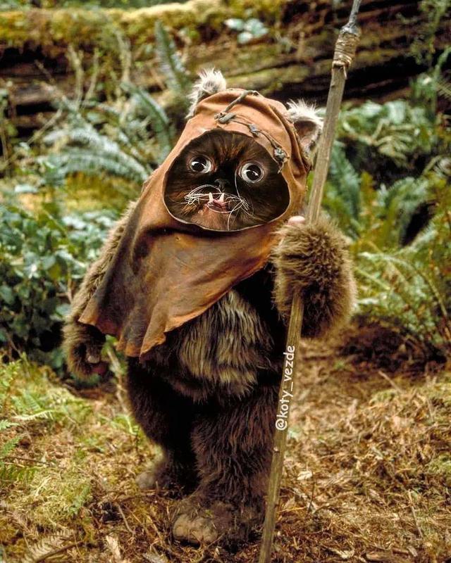 万物皆可喵，P图大佬靠P猫火了