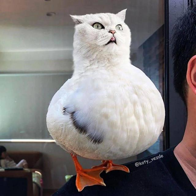 万物皆可喵，P图大佬靠P猫火了