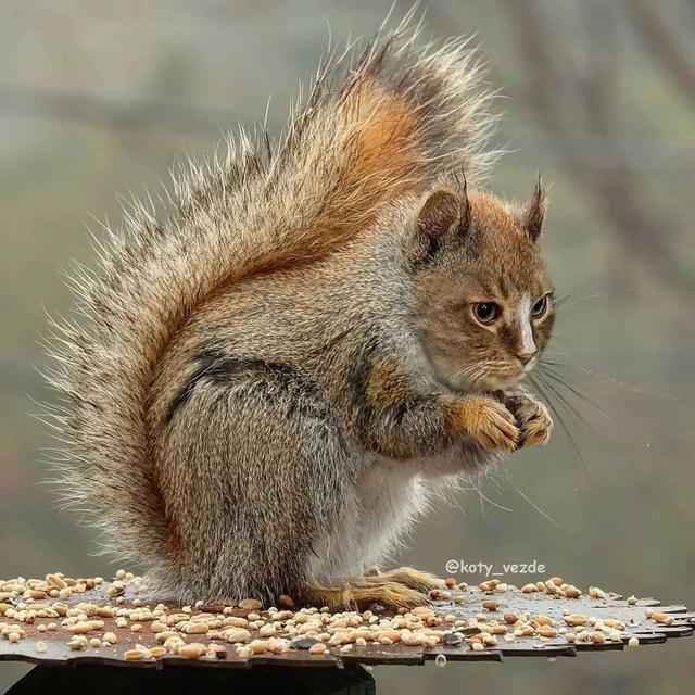 万物皆可喵，P图大佬靠P猫火了