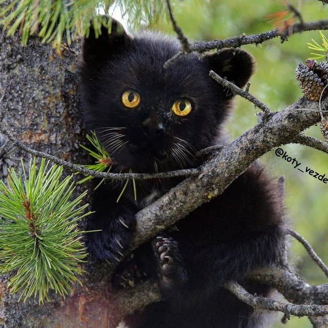 万物皆可喵，P图大佬靠P猫火了