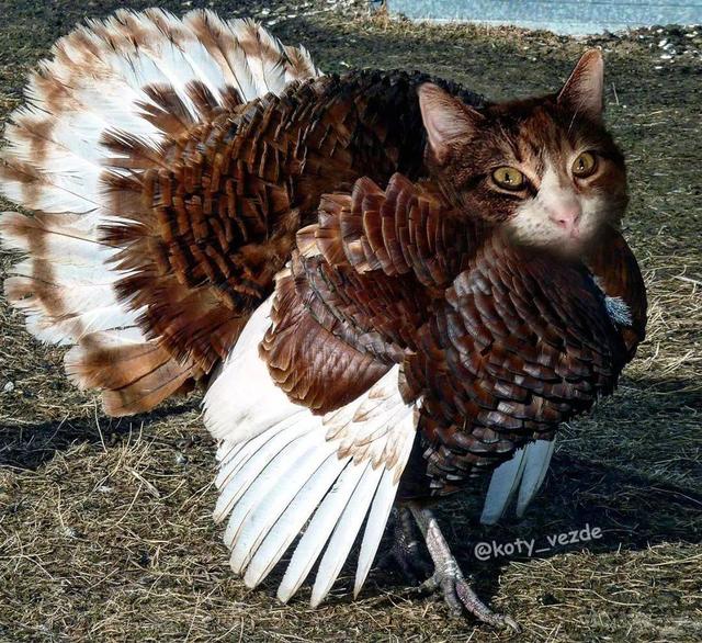 万物皆可喵，P图大佬靠P猫火了