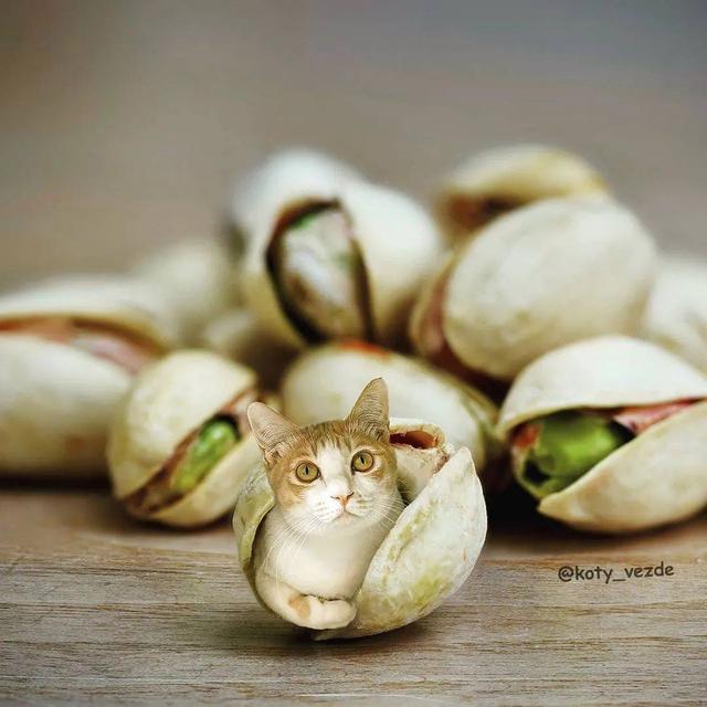 万物皆可喵，P图大佬靠P猫火了