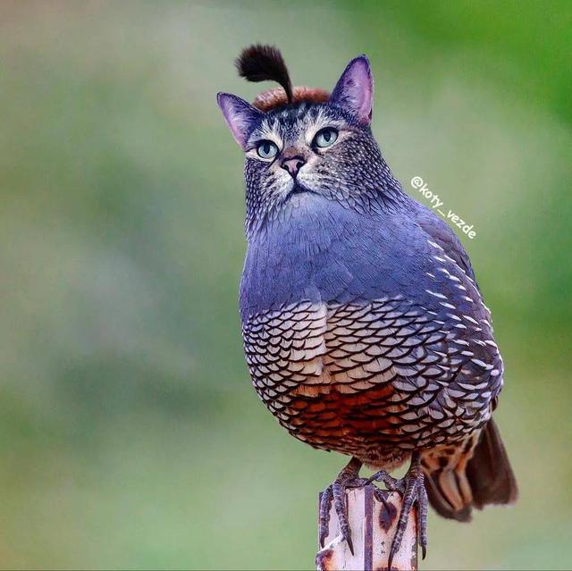 万物皆可喵，P图大佬靠P猫火了