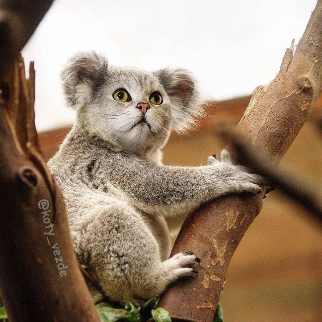 万物皆可喵，P图大佬靠P猫火了