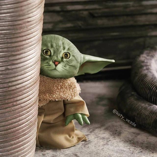 万物皆可喵，P图大佬靠P猫火了