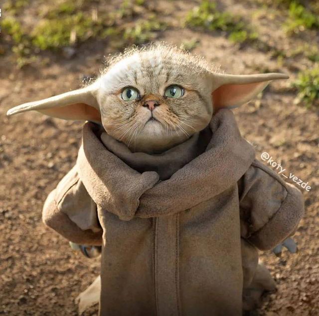 万物皆可喵，P图大佬靠P猫火了