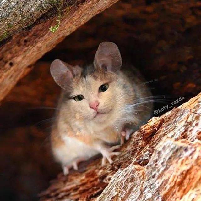 万物皆可喵，P图大佬靠P猫火了