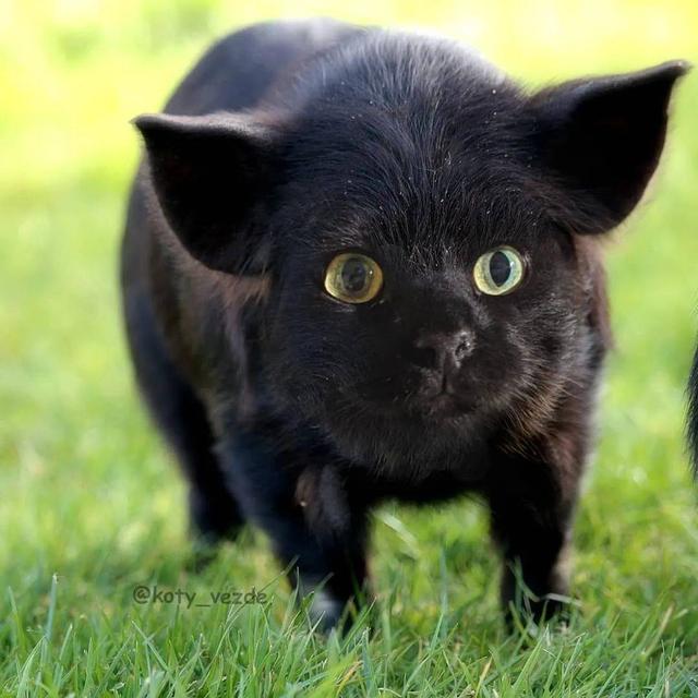 万物皆可喵，P图大佬靠P猫火了