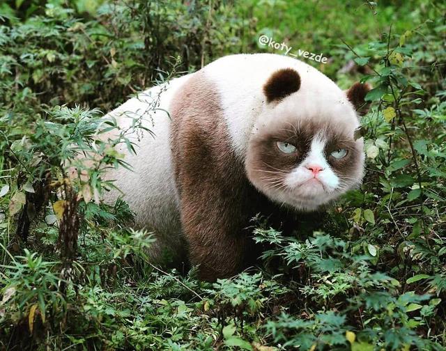 万物皆可喵，P图大佬靠P猫火了