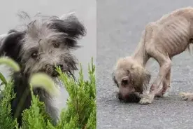 上海首例！养了18年的家犬被遗弃，狗主人被罚500元，还当着警察面撒谎称“狗已安乐死！”图片