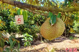 海南榴莲又获收成 所有适龄果树都挂果图片