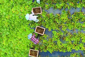 江西：红土地上书写崛起新答卷图片