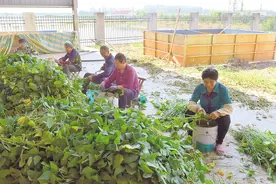 6000亩菜地受灾 蔬菜大镇李埠抢收补种忙“赶本”图片