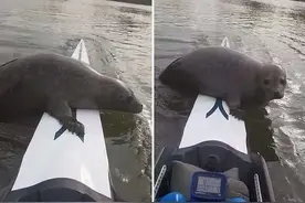 两男子泰晤士河划赛艇时遇海豹“搭顺风车”图片