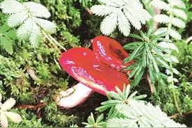 我很漂亮但我有毒图片