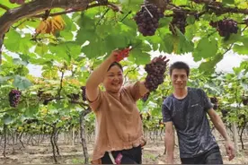 本地葡萄熟了为何市场少见 探秘：采摘经济让葡萄就地“消化”图片