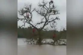 猴群被洪水围困在树上两天 印度政府出动救援图片