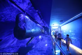 福建厦门：海底世界暑期“热”图片