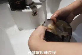 一个贝壳66元 记者实拍开蚌取珍珠图片