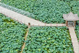 四川中江：乡风清朗 莲韵悠悠视频封面