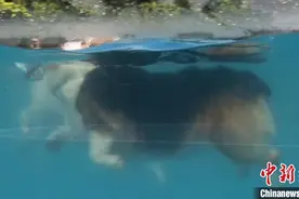 上海高温天 狗狗游泳生意火爆图片