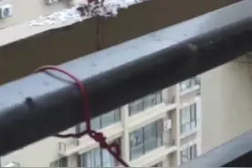 27楼窗外 游隼猎食鸽子图片