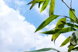 你吃的粽子外面的粽叶，可能就是他们摘的！这几天浙西山村数百“采箬人”山上“抢”叶图片